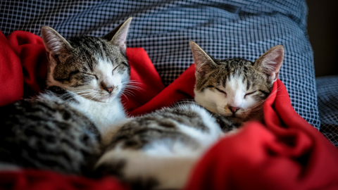 Sleep: The Dilemma