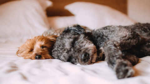 Sleep: Moving Beyond Sleep Hygiene